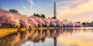 Cherry blossoms and the Washington Monument on the Potomac River: Family Solutions in Washington D.C. - behavioral healthcare center